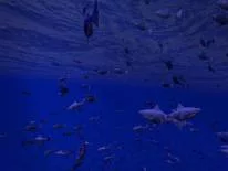 Trucs voor Be a Fish - VR Simulator op Android e iPhone